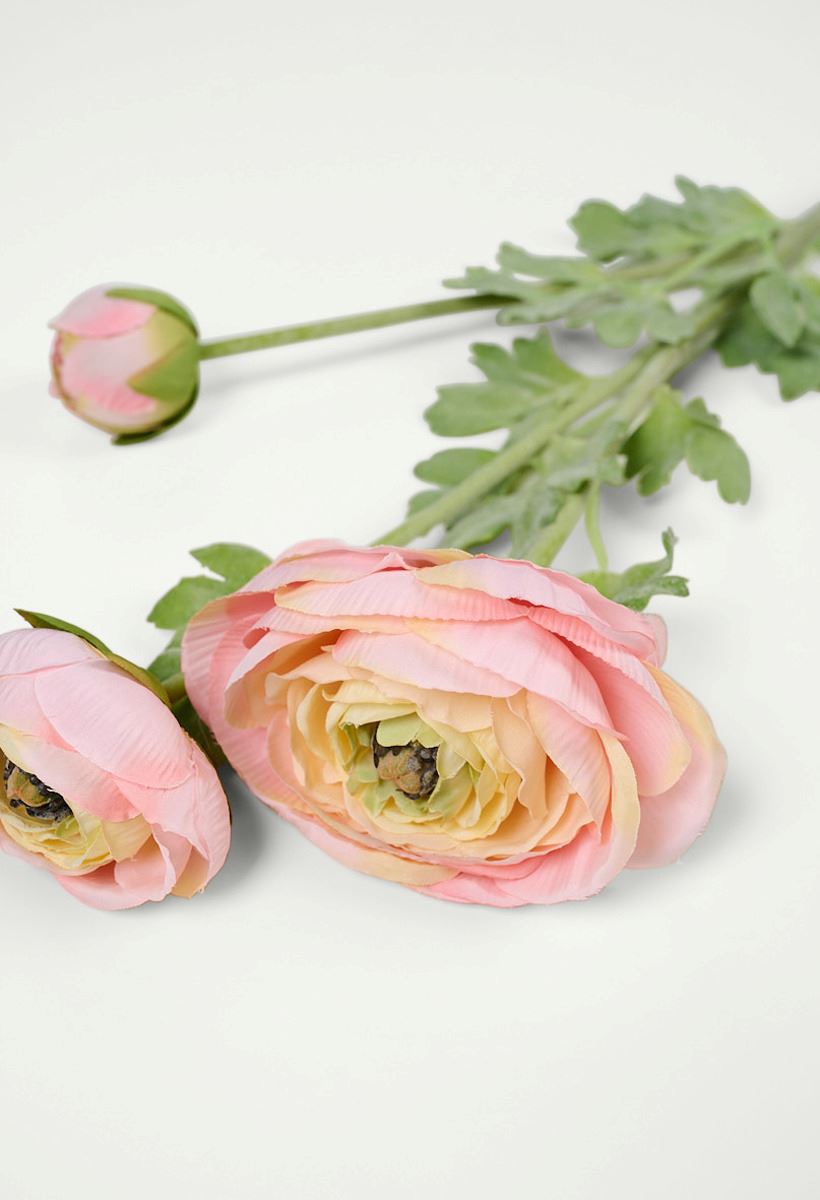 Lill hele korall - 2