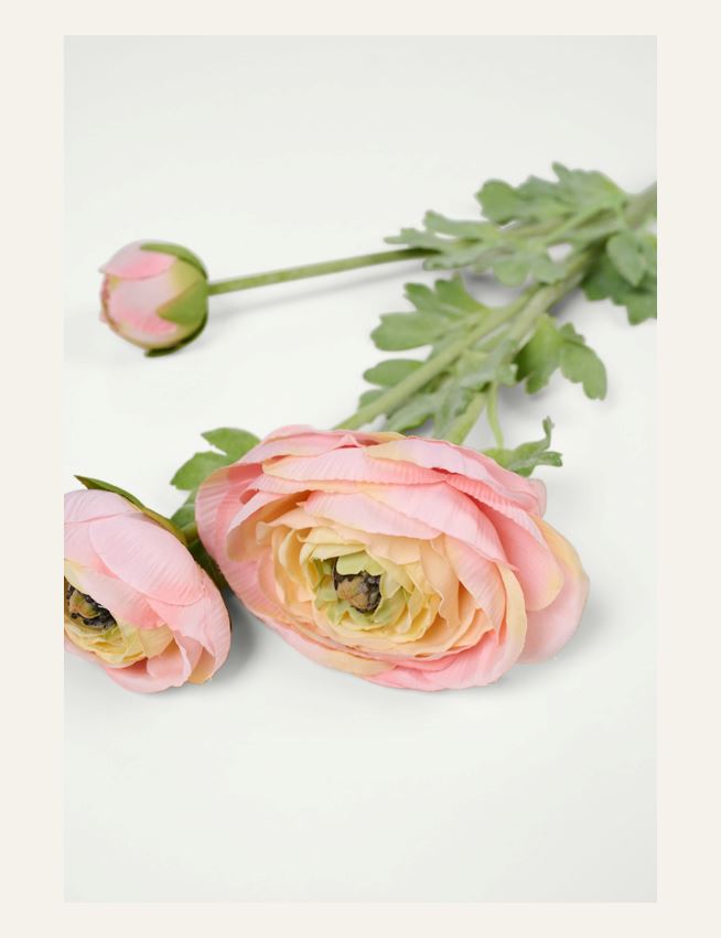 Lill hele korall - 2