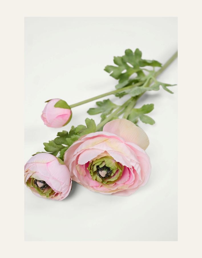 Lill roosa - 2