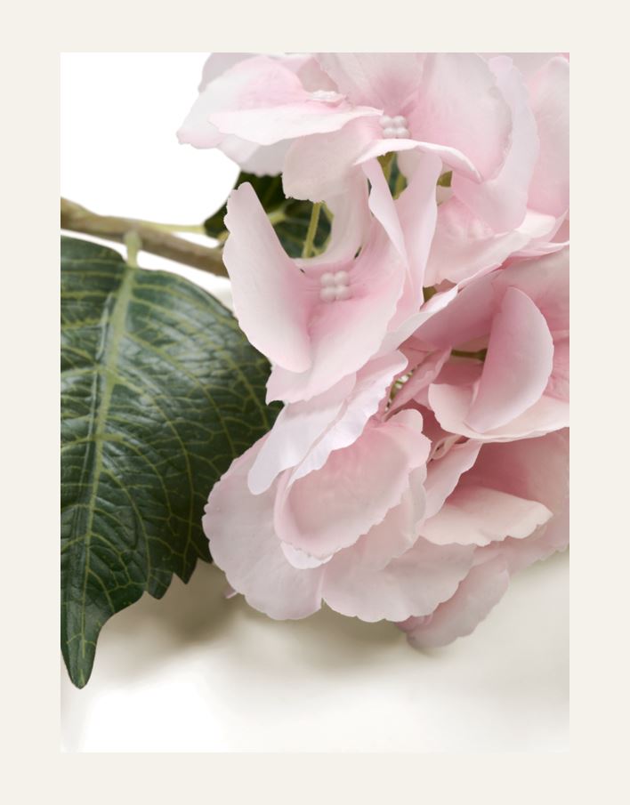 Lill roosa - 2