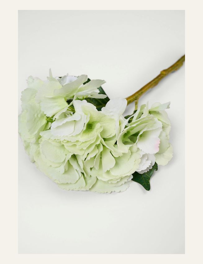 Lill heleroheline - 2