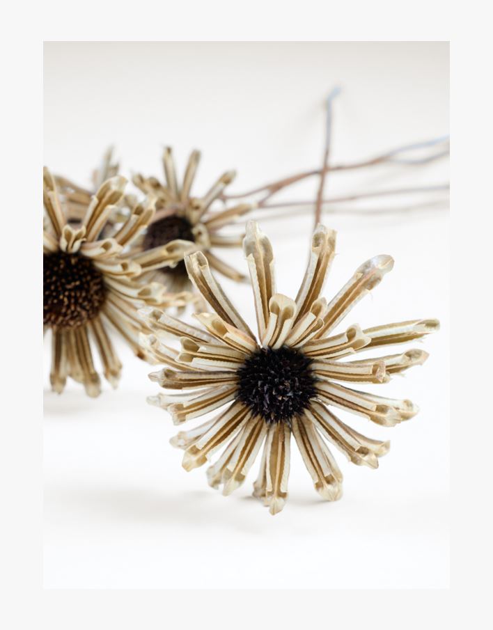 Lilled pruun - 74 cm pruun - 1