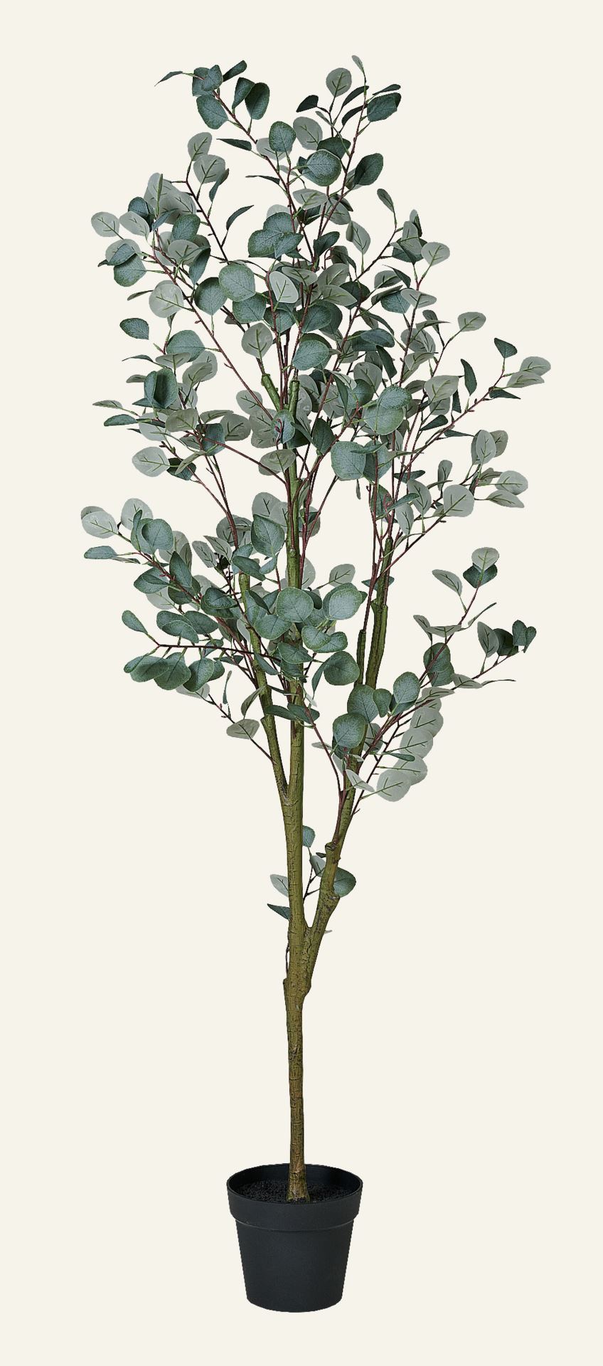 Eucalyptus tree large taim roheline - Hemtex