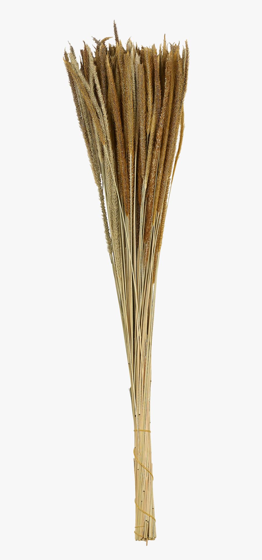 Kuivatatud lilled naturaalne toon - 60 cm naturaalne toon - 1