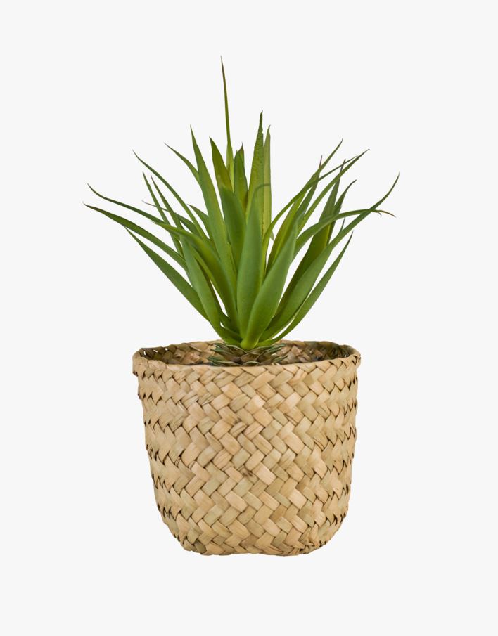 Taim mitmevärviline/roheline - 8,5x8,5x17 cm mitmevärviline/roheline - 1