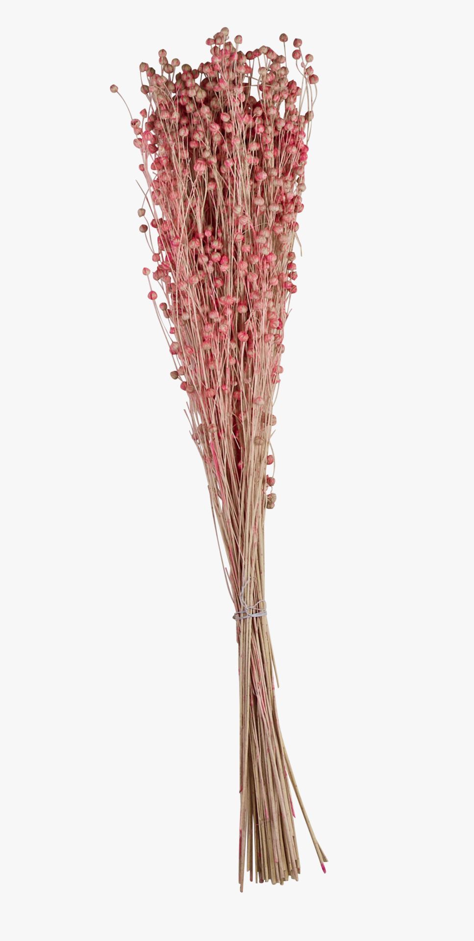 Lillekimp korall - 50 cm korall - 1