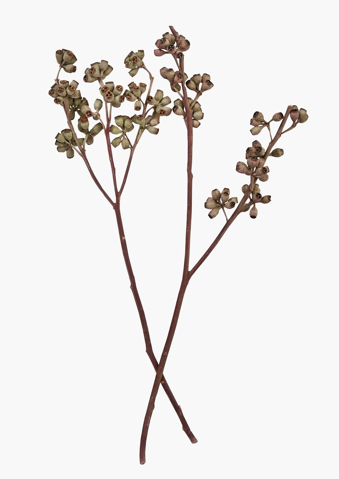 Lillekimp naturaalne toon - 50 cm naturaalne toon - 1