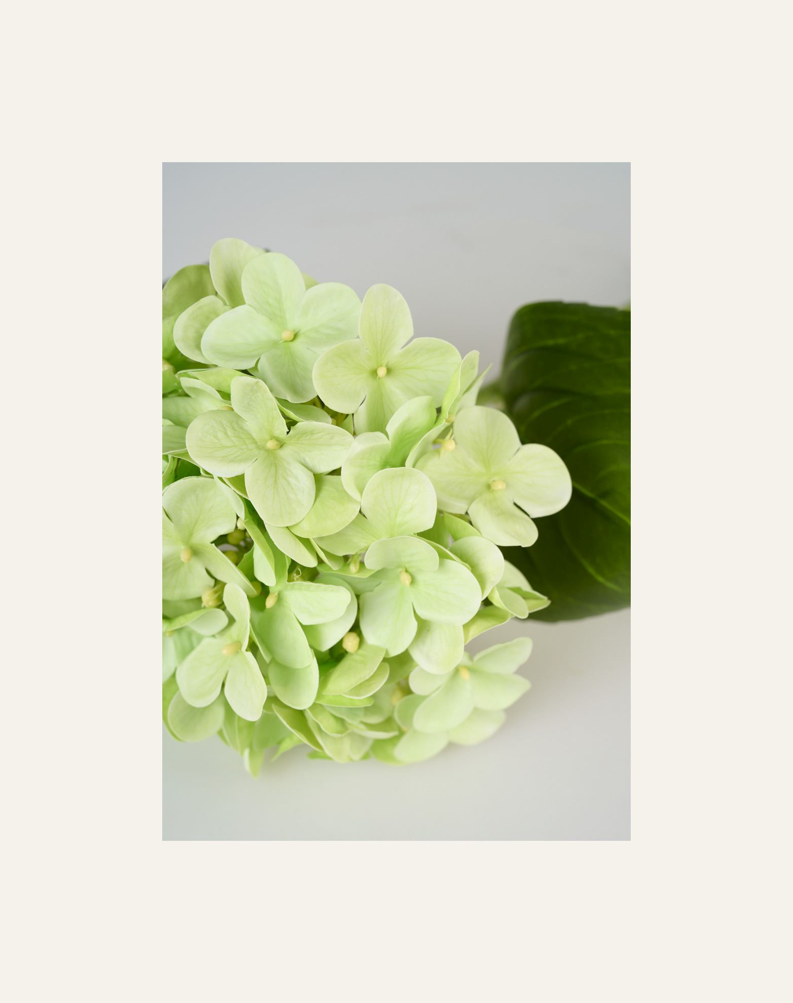 Lill roheline - 2