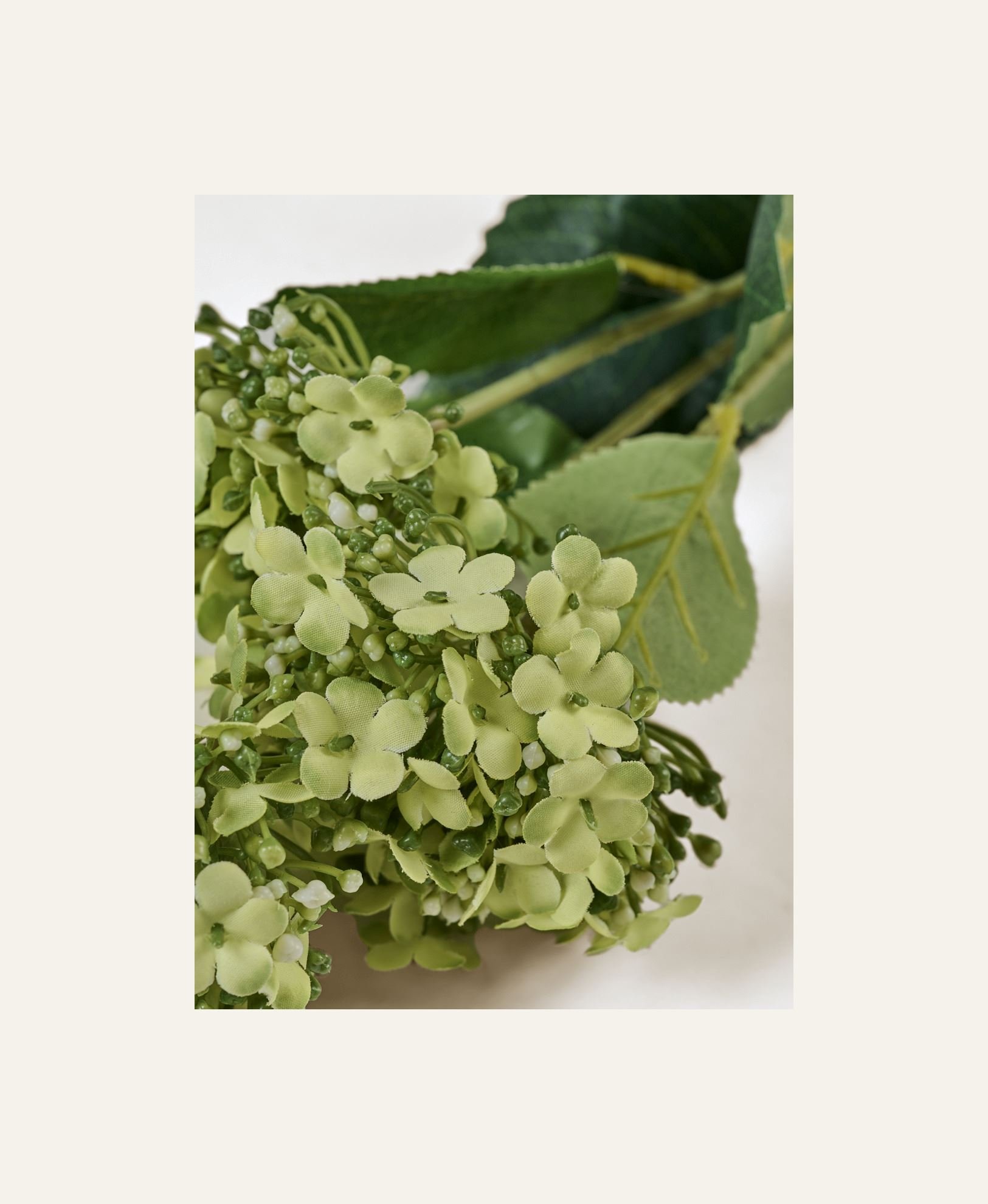 Lill heleroheline - 2