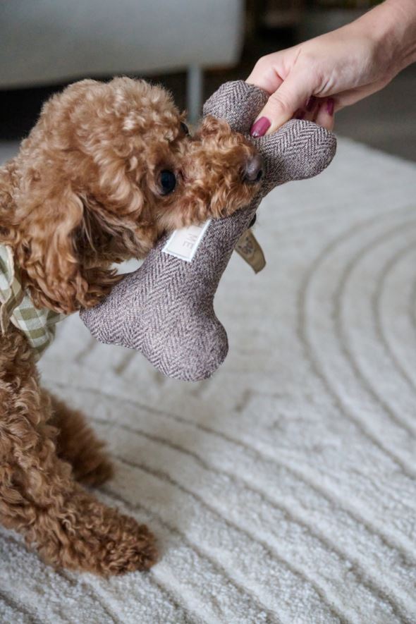 Koeramänguasi hall - 4