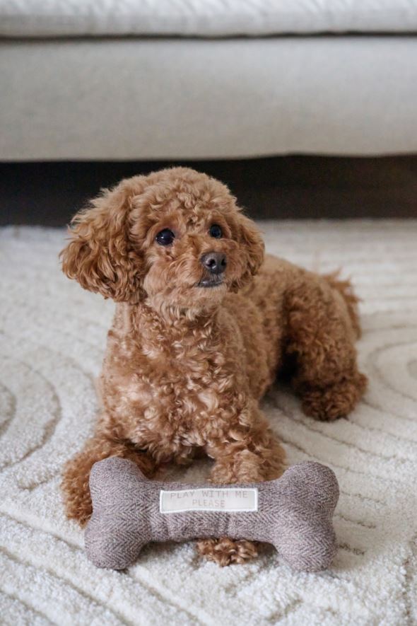 Koeramänguasi hall - 2