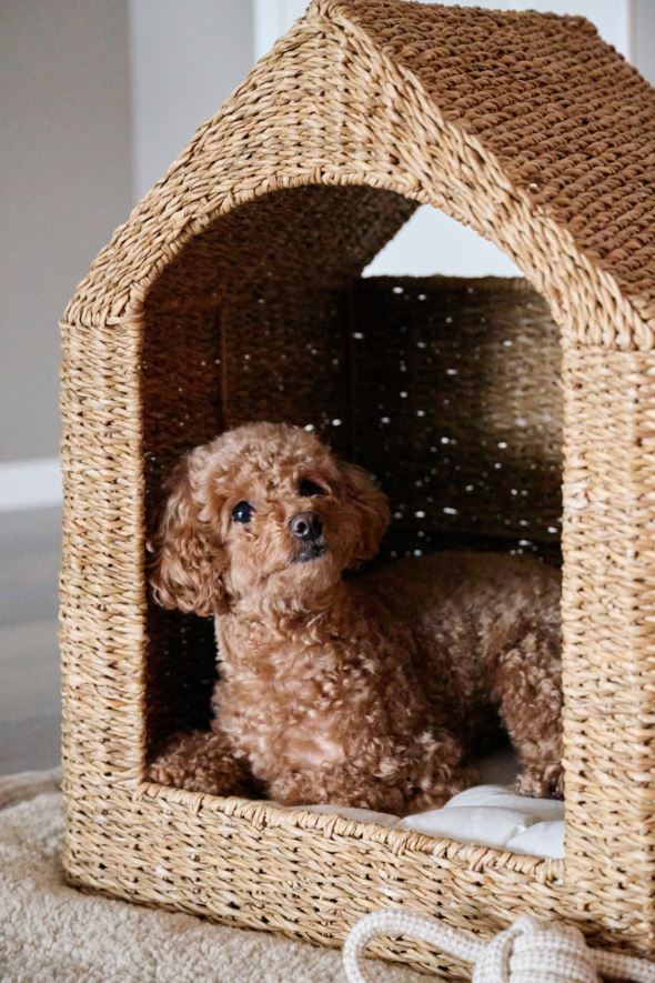 Lemmiklooma pesa naturaalne toon - 2