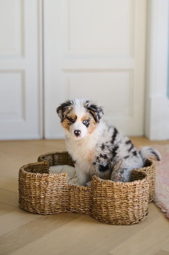 Lemmiklooma pesa naturaalne toon - 3