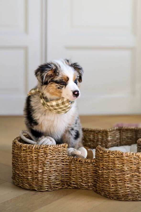 Lemmiklooma pesa naturaalne toon - 6