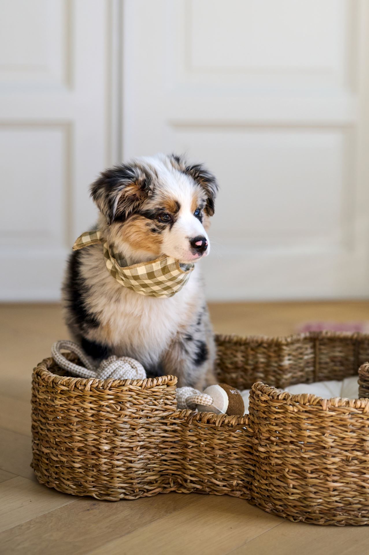 Lemmiklooma pesa naturaalne toon - 6