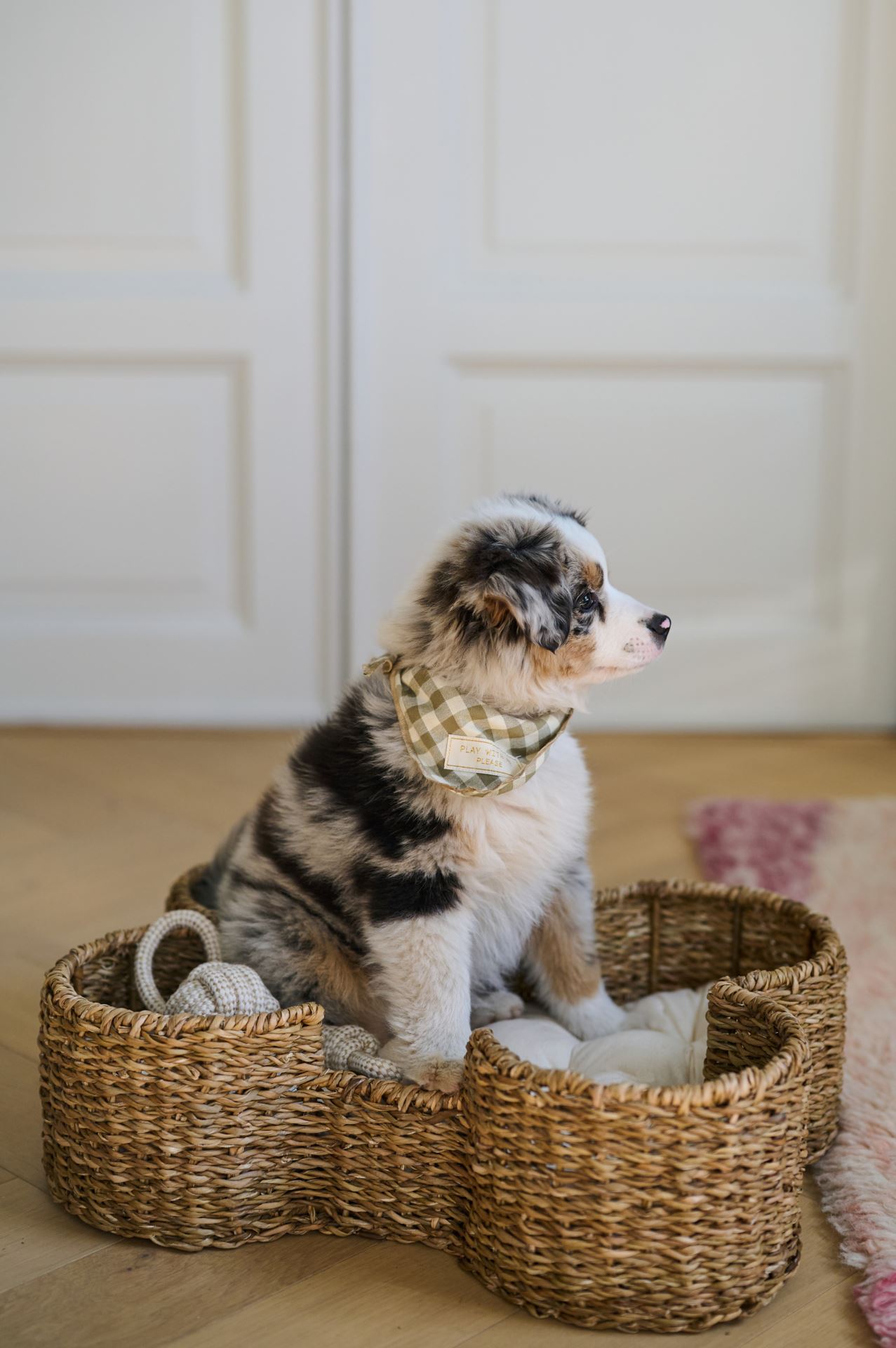 Lemmiklooma pesa naturaalne toon - 2