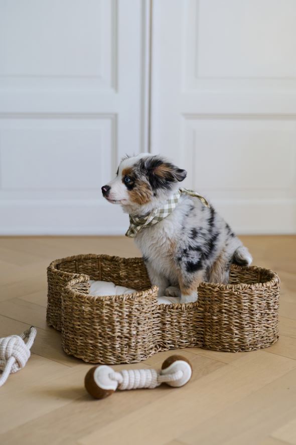 Koeramänguasi mitmevärviline/valge - 4