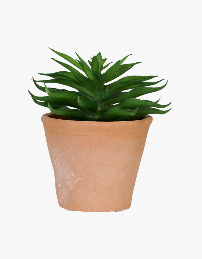 Mehikasvi mitmevärviline/roheline - 10x10x14 cm mitmevärviline/roheline - 1